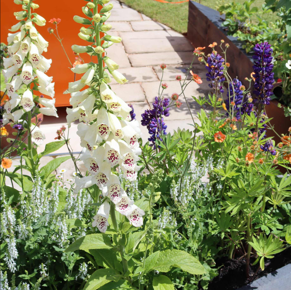 White Foxglove Plant Live, Hardy Perennial Foxgloves with Colorful Summer Flowers for Outdoor Garden Planting, 2-4 Inch Tall, 3 Inch Pot