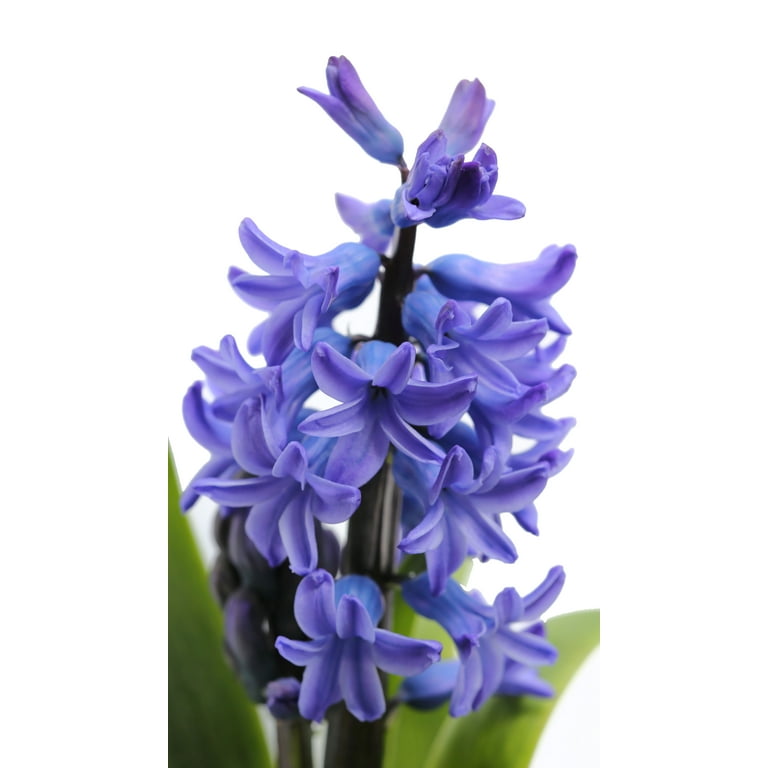 Expert Gardener 1PT Assorted Hyacinth Live Plant, Full Sun