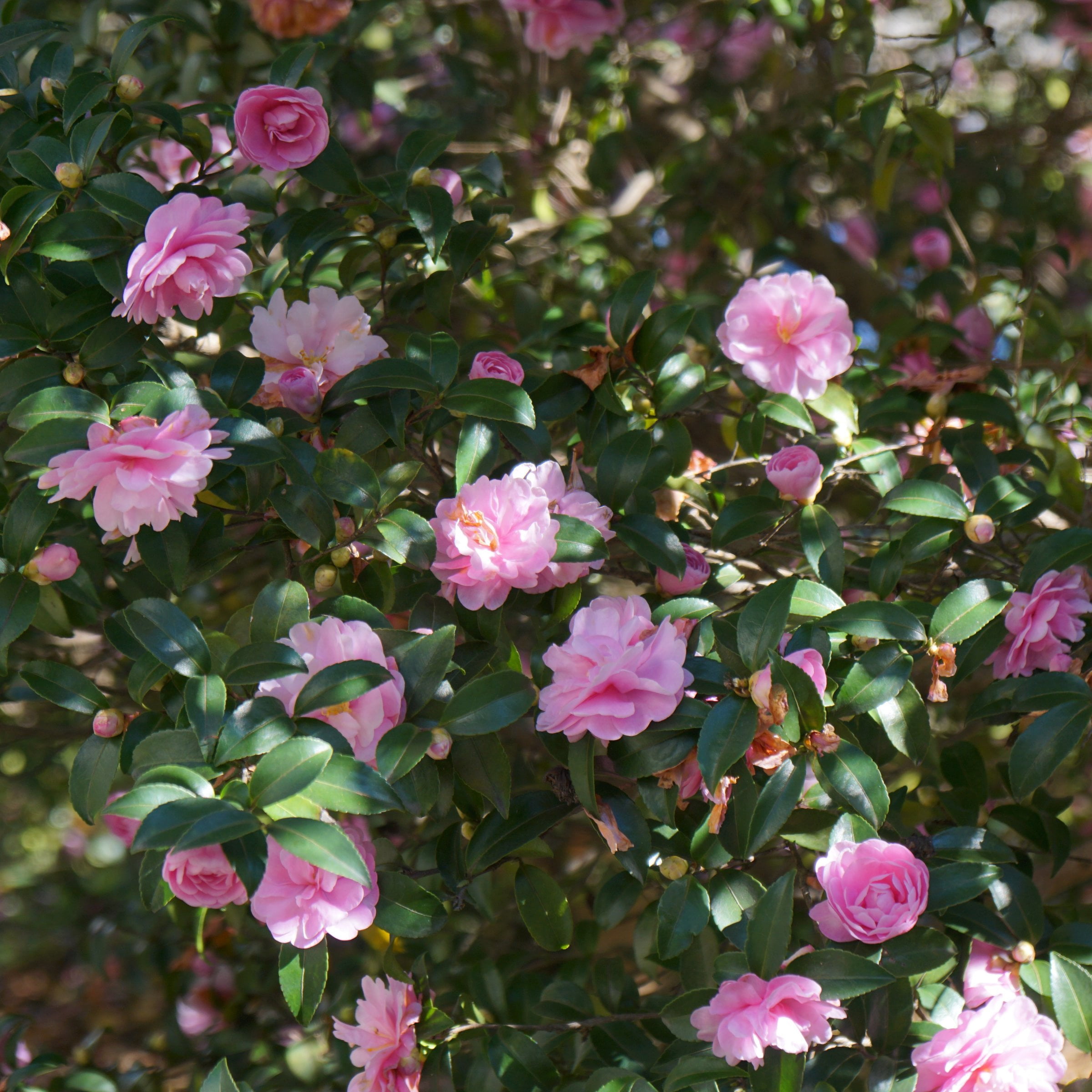 National Plant Network 1 gal. Camellia Sasanqua Dream Weaver Shrub