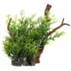 thumbnail image 5 of Prácticas Plantas De Agua De Simulación Plantas De Agua De Simulación De Pecera Para Pecera Acuario Animales Mascotas ANGGREK Otros, 5 of 8
