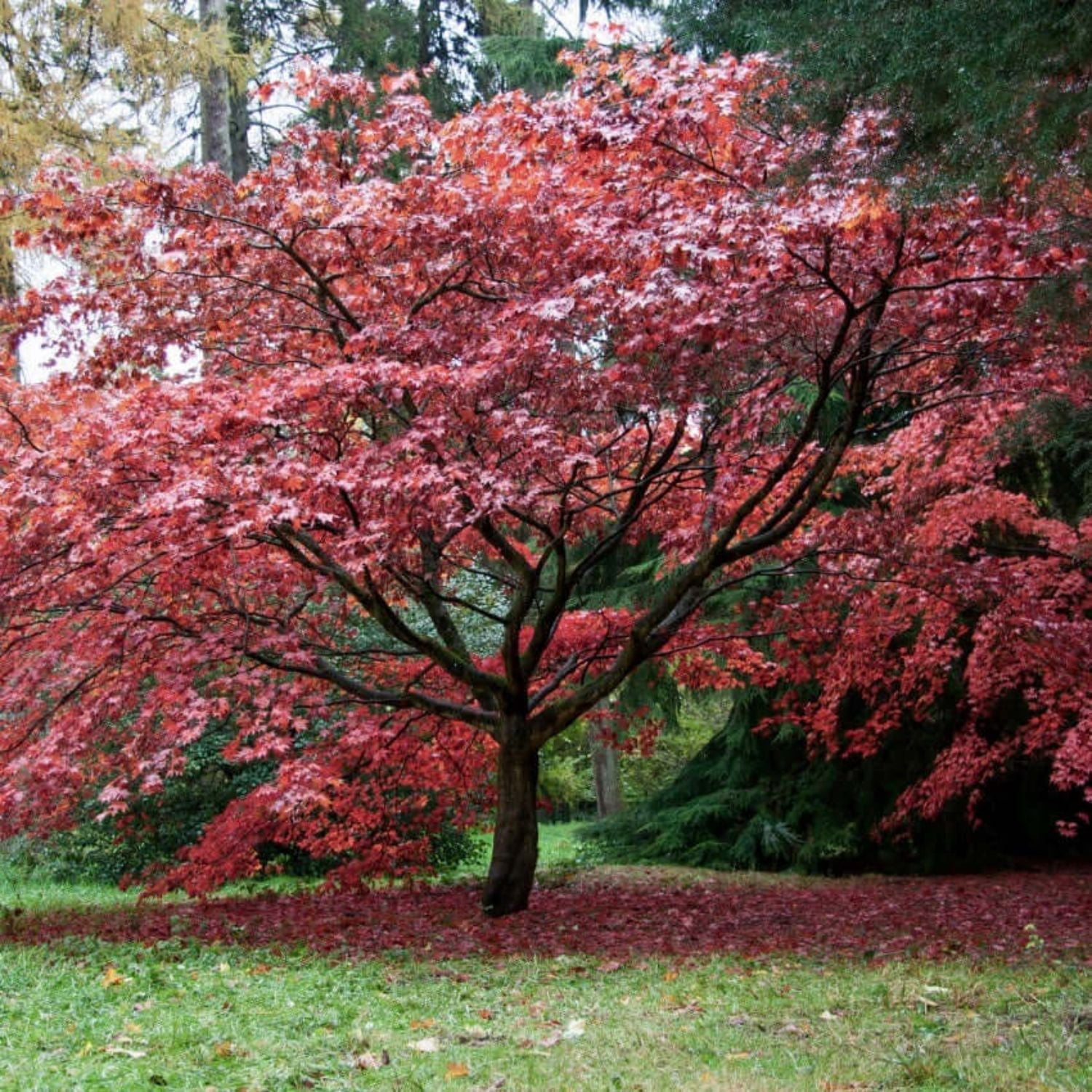 Expert Gardener 4-5' Maple Japanese Bloodgood in 1 gal. Grower Pot
