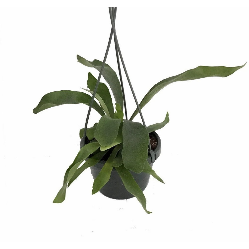 Staghorn Fern Platycerium biforcatum EXOTIC 6" Hanging Basket