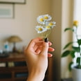 thumbnail image 4 of Wovilon 10 Mini Artificial Daisies Small Marguerite Flowers Fake Spring Flowers Decorative Imitation Flowers With Stems Home Decoration Variety, 4 of 6