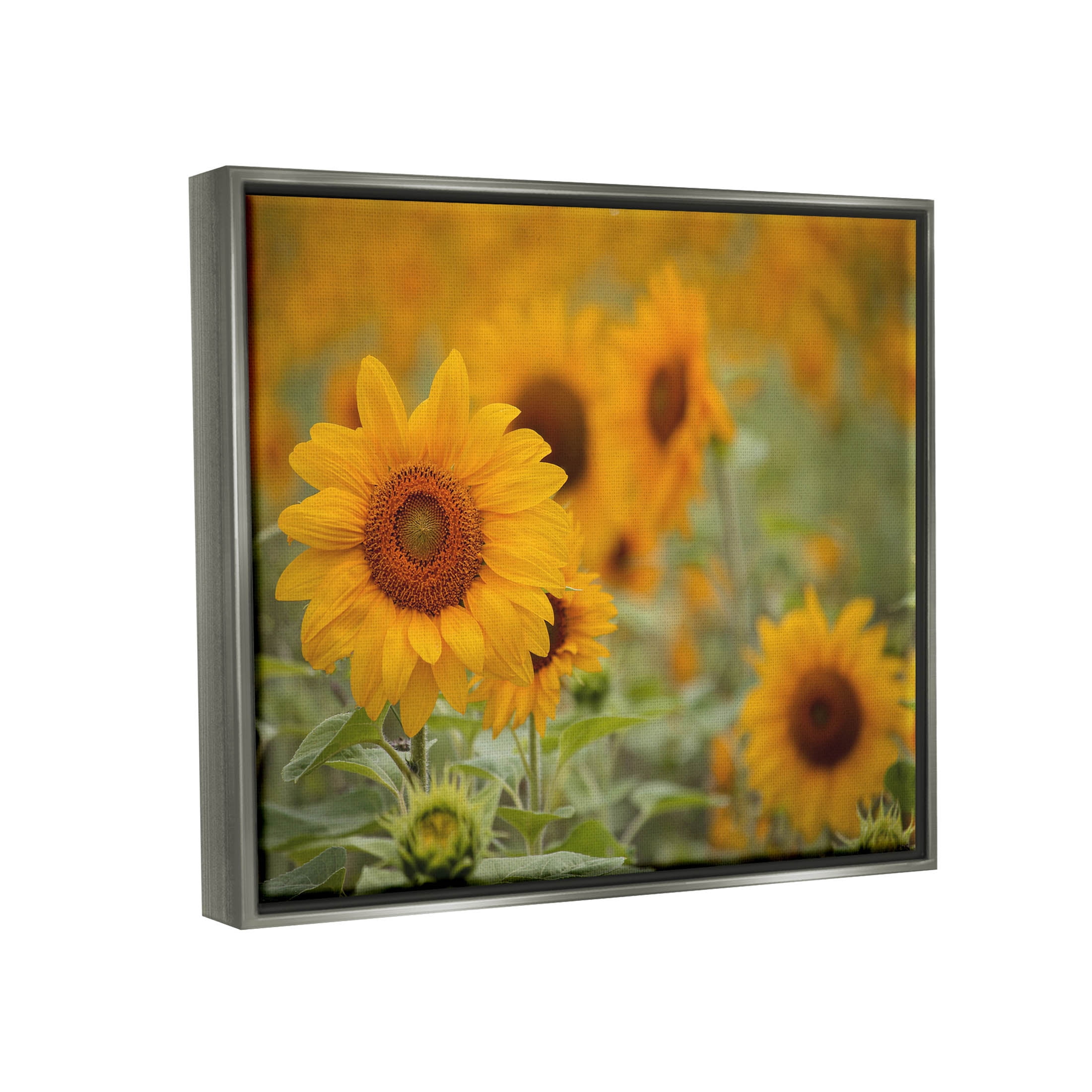 Sunflower Field Nature Blooms Botanical & Floral Photograph Luster Gray Framed Art Print Wall Art