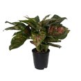 thumbnail image 2 of Red Valentine Chinese Evergreen Plant - Aglaonema - Grows in Dim Light - 4" Pot, 2 of 3