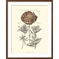 thumbnail image 2 of Art.com Tinted Floral IV Art Print by Besler Basilius, Brown Frame Wall Art, 23" x 29", 2 of 5