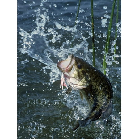 Largemouth Bass and Spinnerbait Print Wall Art By Wally