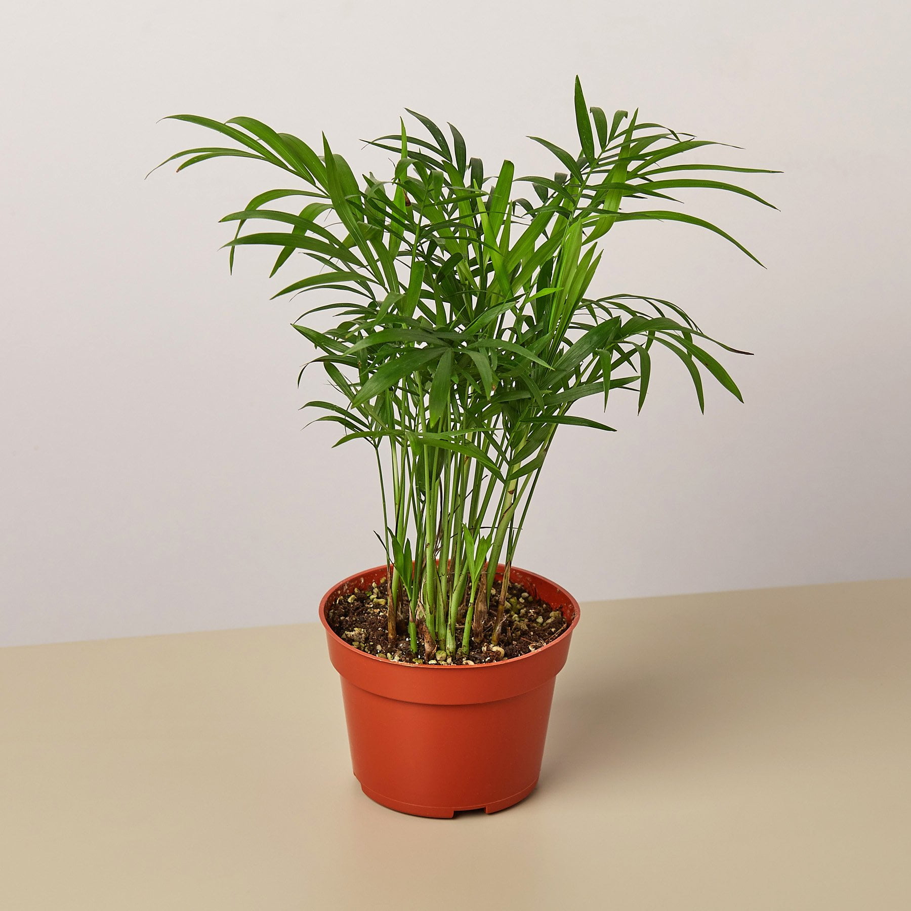 Parlor Palm - 4' Pot