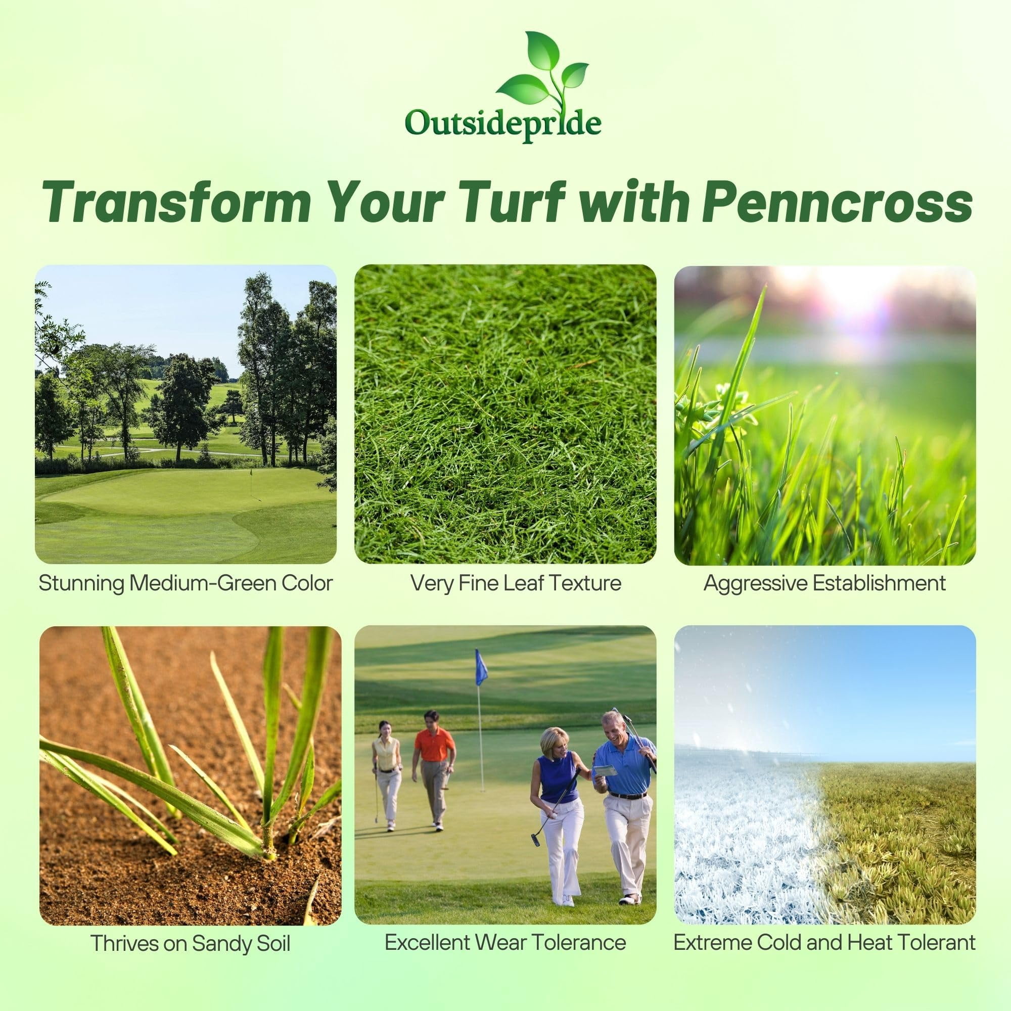 PC2.0 Penncross Creeping Bent Grass Seed - Putting Green Seed - 25 LBS
