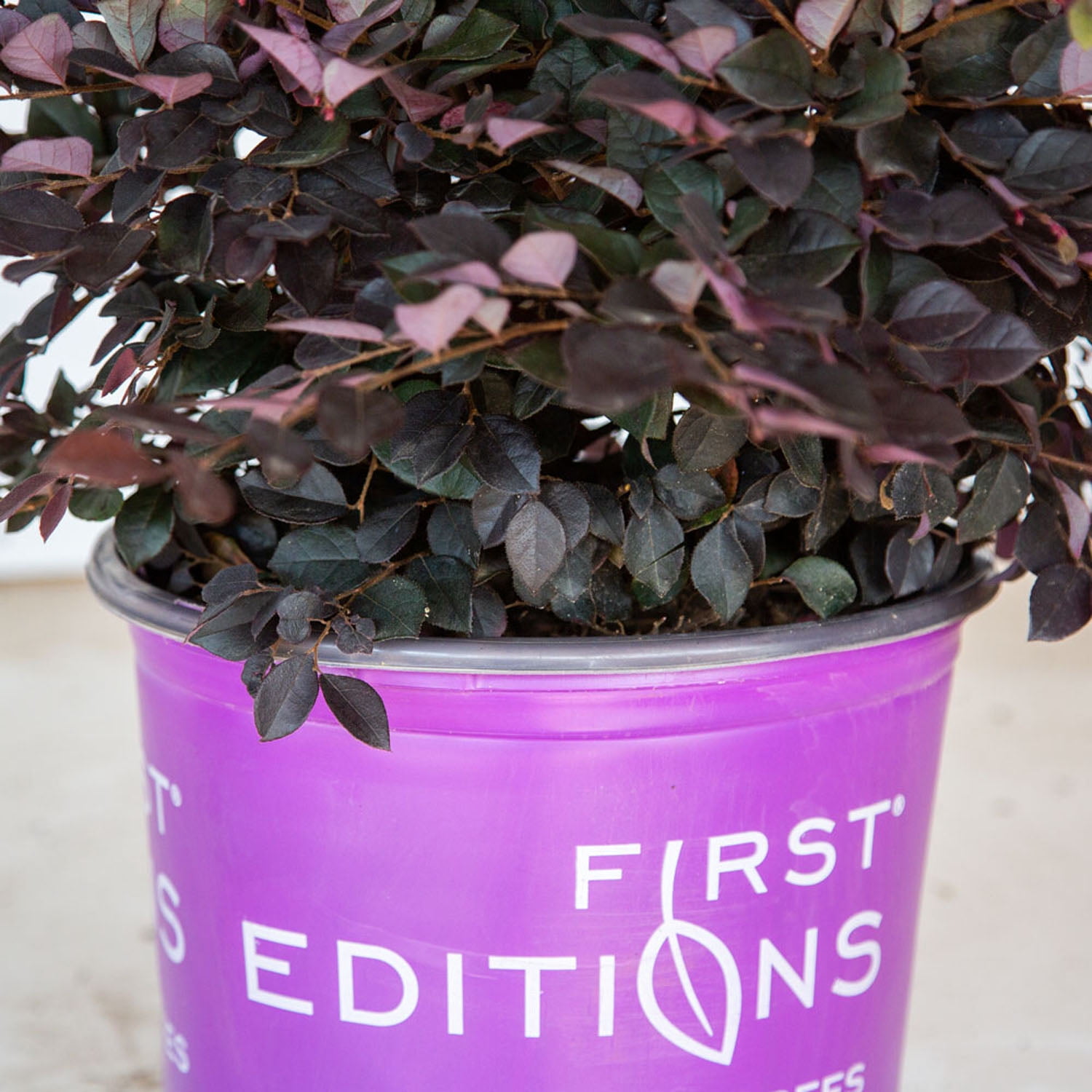 First Editions Crimson Fire Dwarf Loropetalum Live Shrub in 3-Gallon Grower Pot