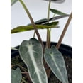 thumbnail image 5 of Bubbleblooms Alocasia Kris Plant- Sanderiana, 4 Inch Pot, Abundant Foliage, 5 of 8