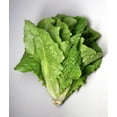 thumbnail image 3 of 3000 LITTLE GEM LETTUCE Small Romaine Butterhead Lactuca Sativa Vegetable Seeds, 3 of 3