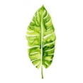 thumbnail image 3 of Popp, Grace 11x18 Black Modern Framed Museum Art Print Titled - Banana Leaf Study I, 3 of 5