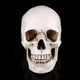 thumbnail image 3 of 1pc White Resin Human Skull Lifesize Drawing Model Replica Drawing Party Ornament, 3 of 4