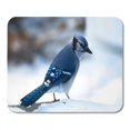thumbnail image 1 of KDAGR Blue Jay Corvidae Cyanocitta Cristata Passerine Bird on Snow in Bemidji Minnesota Facing Right Mousepad Mouse Pad Mouse Mat 9x10 inch, 1 of 1