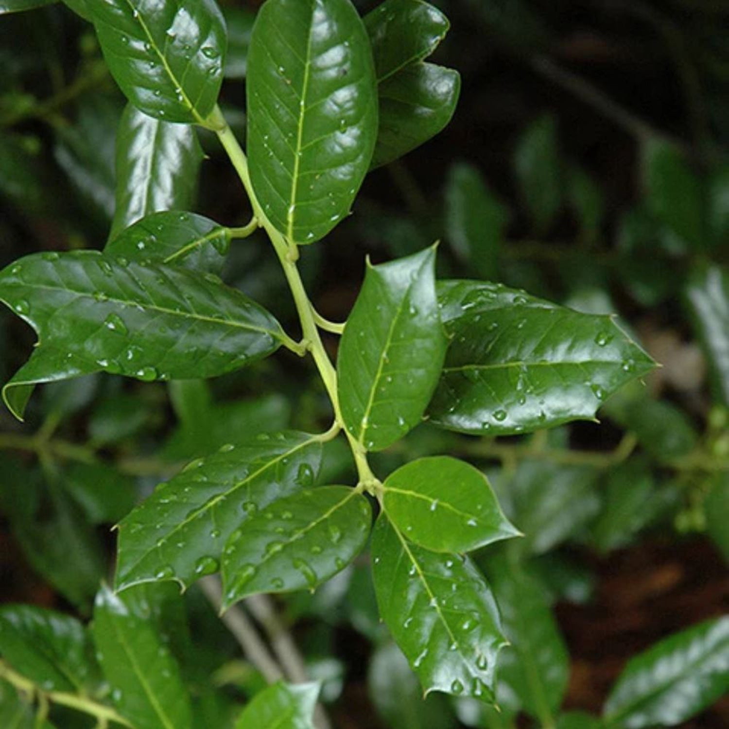 Expert Gardener 1-1.5 ft tall Nellie R. Stevens Holly Live Tree in 1-Gallon Grower Pot