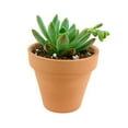 thumbnail image 4 of Echeveria Sedeveria Blue Elf (4"+ Plastic Pot) - Tiny, Lovely, Easy to Care Rosette Succulents - Live Succulents for Home Indoor Place, 4 of 9