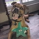 thumbnail image 5 of Juguete para Perro SmartPetLove Tender-Tuffs Pequeño de Peluche con Sonido, 5 of 7