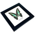 thumbnail image 2 of Real Framed Butterfly – Butterfly Moth Art Display Taxidermy Artwork Wall Décor, Natural Exquisite Collection, 1 Specimens in 5 x 5 frame (Common Bluebottle), 2 of 5