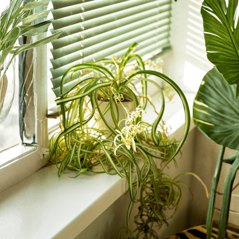 Live Curly Spider Plant in 2 Inches Pot, Ribbon plants, Variegated Foliage, Curly  Spider Plant for Indoor Outdoor Growing - Walmart.com