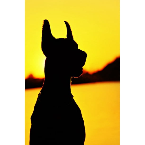 Peel N Stick Poster Of Sunrise Fejkaƒae A A C P Doberman Dog Silhouette Poster 24x16 Adhesive Sticker Poster Print Walmart Com Walmart Com