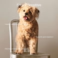 thumbnail image 3 of GF pour Aînés - Nourriture Sèche pour Chiens, 3 of 5
