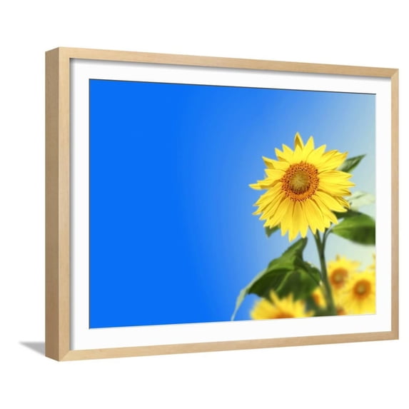 Sunflowers, Artwork, Botanical Scenic Framed Art Print Wall Art by Victor Habbick Sold by ArtCom