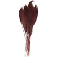 thumbnail image 6 of 43" Dried Plant Natural Foliage Pampas Grass Bouquet with Long Stems, by DecMode, 6 of 7