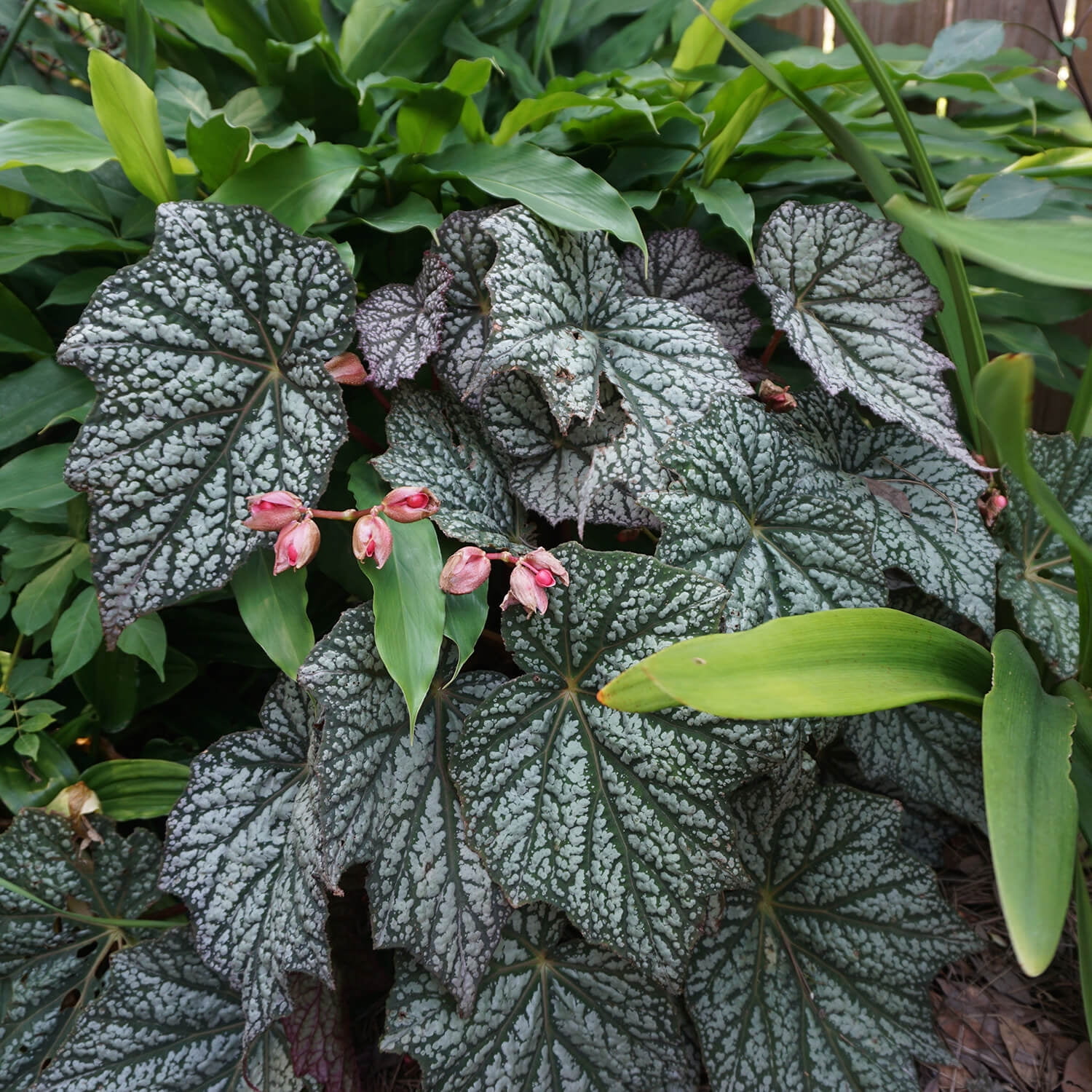 Southern Living ‘Sterling Moon’ Lunar Lights Begonia Live Shrub in 1.5-Gallon Grower Pot