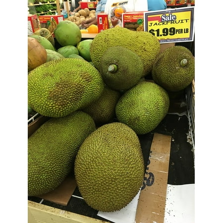 India Sweet Fruit - Laminated Poster Fresh Jackfruit Vegetable Fruit Market Sweet Poster Print 24 x 36