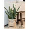 thumbnail image 2 of Nature's Way Farms Sansevieria Laurentii Live Plant (25-30 inches tall) in growers pot, 2 of 5