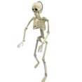 thumbnail image 3 of Figura de esqueleto modelo de Halloween favores de fiesta al aire libre realistas de 16/24 pulgadas, 3 of 9