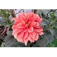 thumbnail image 4 of 20 Dwarf Mixed Colors DAHLIA Variabilis Red Skin Mix Bicolor Flower Seeds, 4 of 11