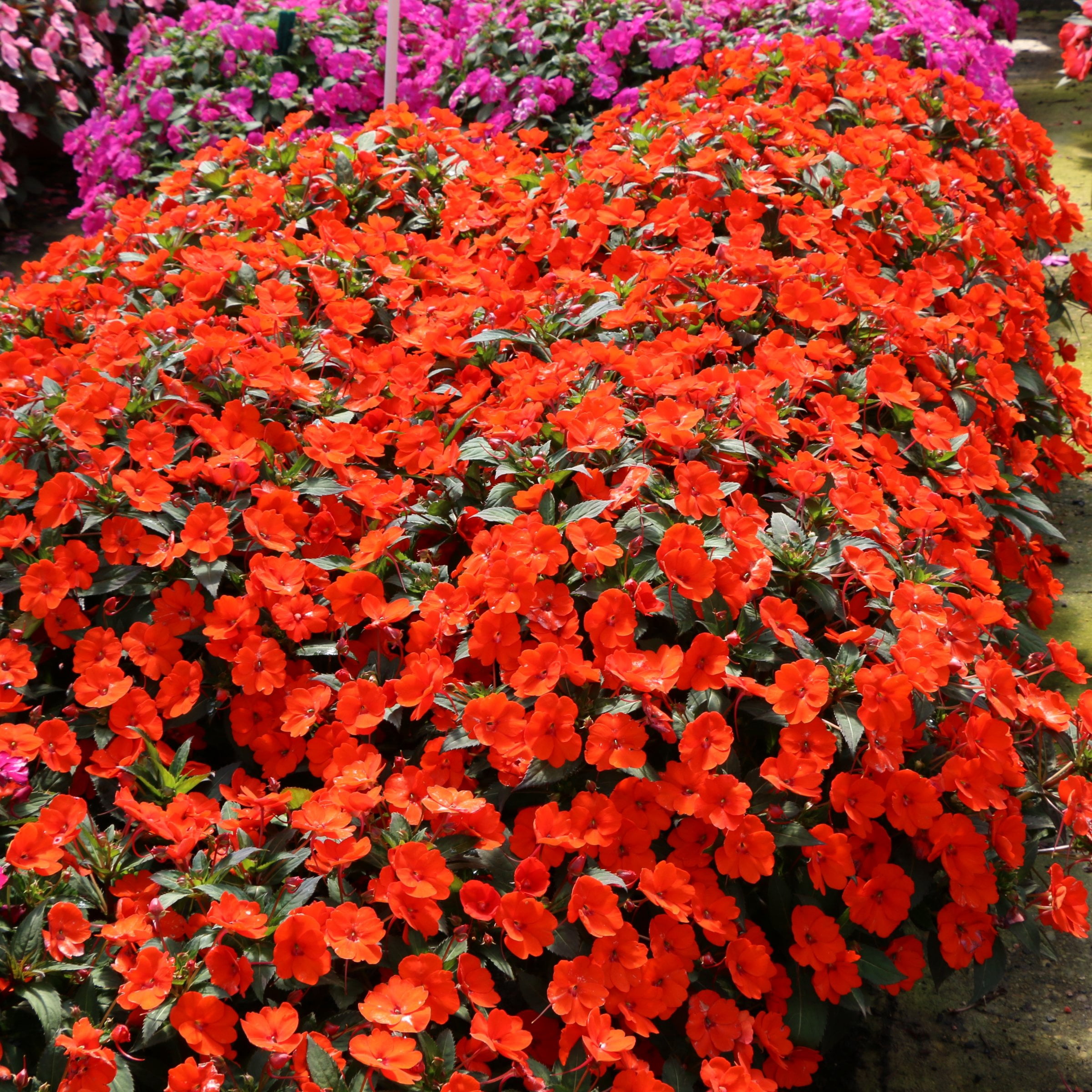 2.5 in. Sunpatiens Vigorous Corona Live Annual Plant with Orange-Red Flowers (6-Pack)
