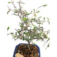 thumbnail image 2 of Silver Needle Ghost Bonsai Tree - Corokia - Ceramic Bonsai Pot/Saucer - Indoors, 2 of 3