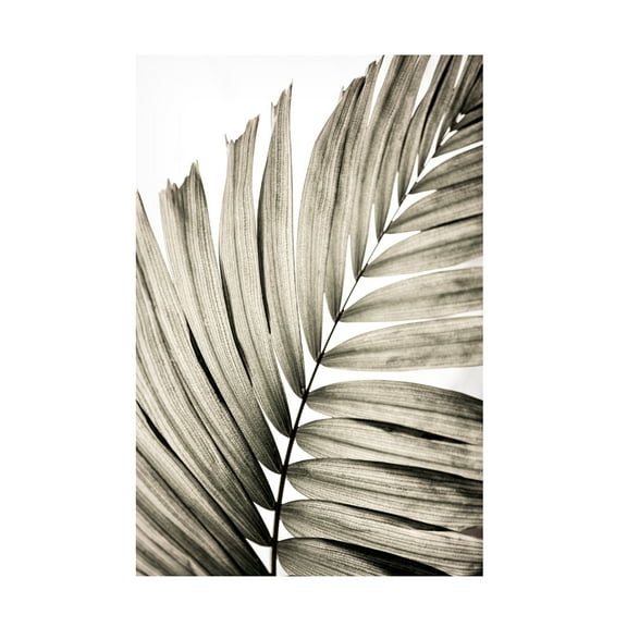 Trademark Fine Art Mareike Bohmer Palm Leaves 22 Canvas Wall Art