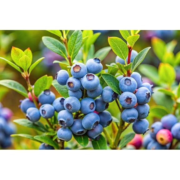 50 Northern HIGHBUSH BLUEBERRY BUSH Vaccinium Fruit Shrub Blue Berry White Flower Seeds