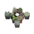 thumbnail image 2 of Home Botanicals Cactus and Succulent (Collection of 9), 2 of 5