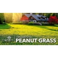 thumbnail image 2 of Ornamental Peanut Grass 'Golden Glory'  60 Live Fully Rooted Plants  Arachis Glabrata  Low Maintenance Drought Tolerant Groundcover, 2 of 9