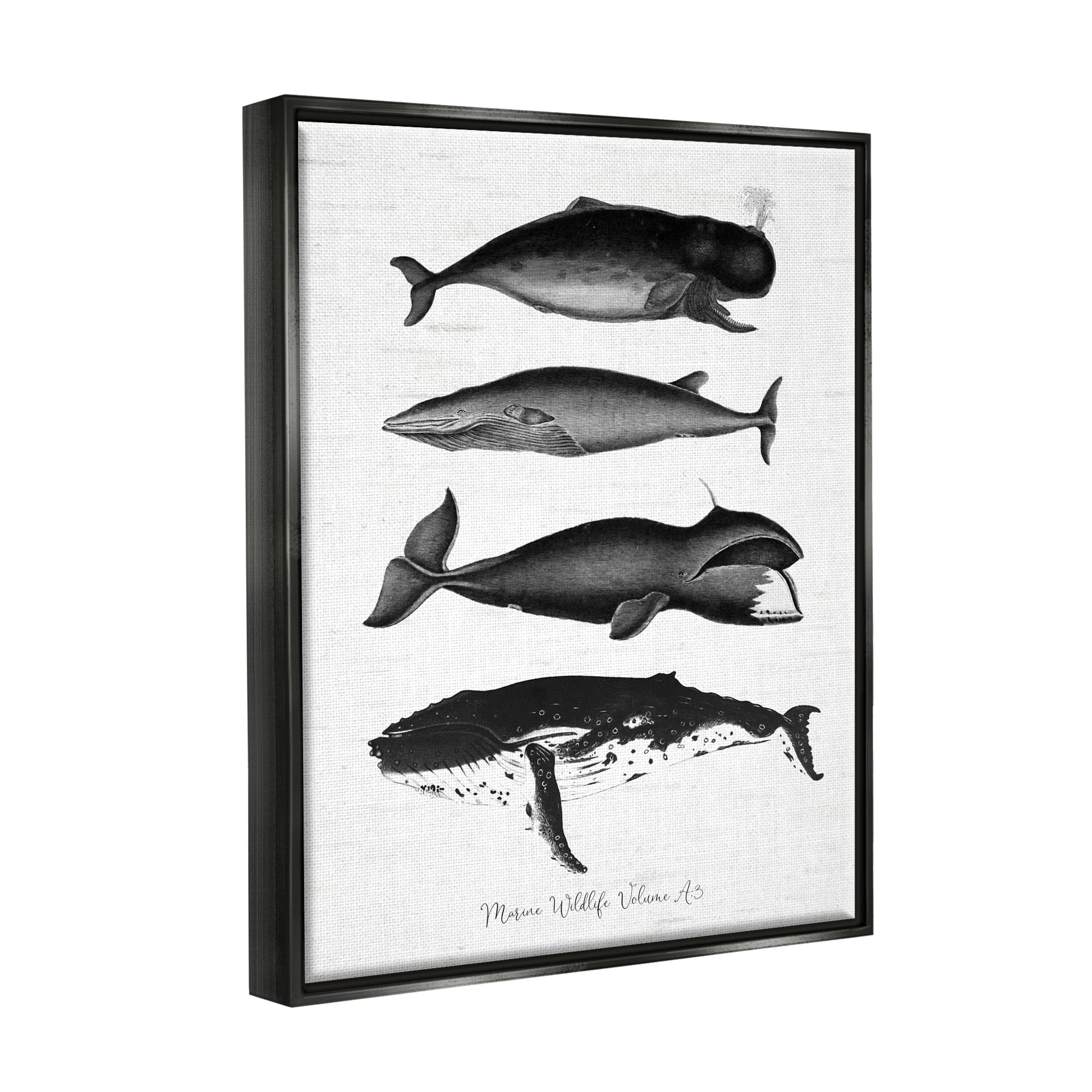 Stupell Industries Marine Wildlife Whales Drawings Diagram Weathered Pattern Graphic Art Jet Black Floating Framed Canvas Print Wall Art, Design by Lettered and Lined