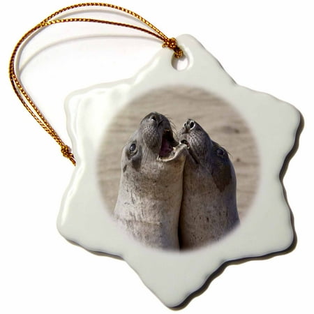 Piedras Blancas Elephant Seal - 3dRose Piedras Blancas Elephant Seal Rookery, California - US05 CHA0048 - Chuck Haney - Snowflake Ornament, 3-inch