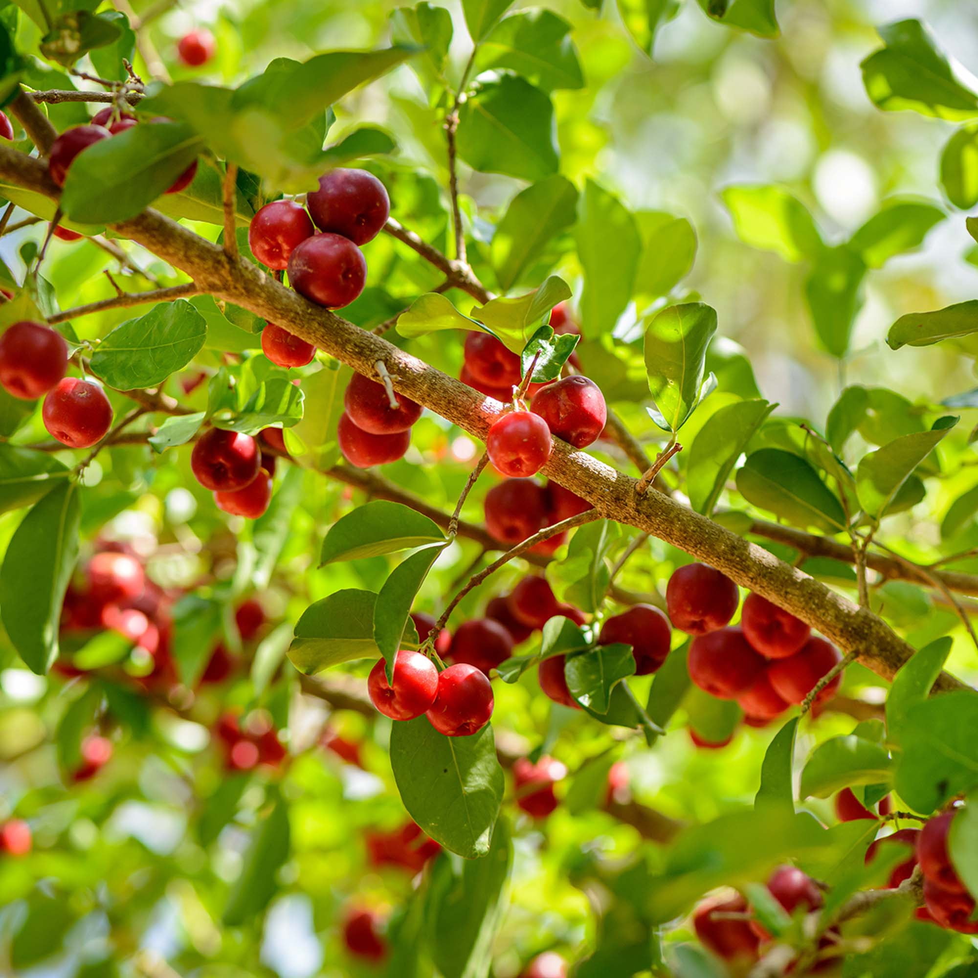Barbados Cherry  - American Native Acerola Cherry - Fruit Packed with Vitamin C