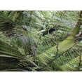 thumbnail image 4 of Ambesonne Forest Quilted Bedspread Set 3 Pcs, Foliage Jungle Design, King Size, Green Brown, 4 of 5