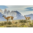 thumbnail image 2 of Illg, Cathy and Gordon 24x17 White Modern Wood Framed Museum Art Print Titled - Chile, Patagonia, Torres del Paine Guanacos, 2 of 4