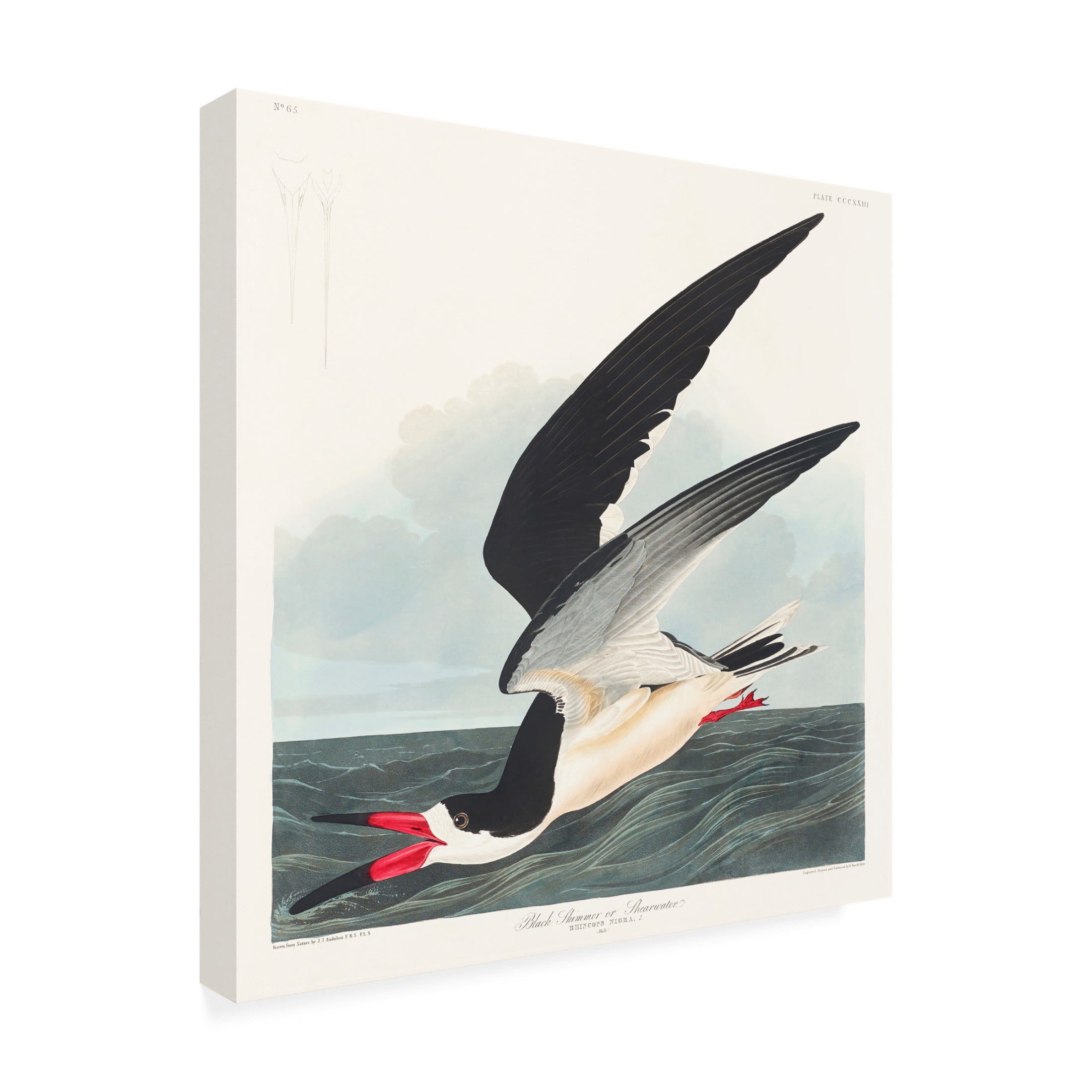 Trademark Fine Art Pictufy   Black Skimmer From Birds of America 1827 Canvas Wall Art