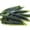 Green, variant on Floofy Newfie Tackle 3" Floating Hellgrammite Fishing Lures, 10 Count