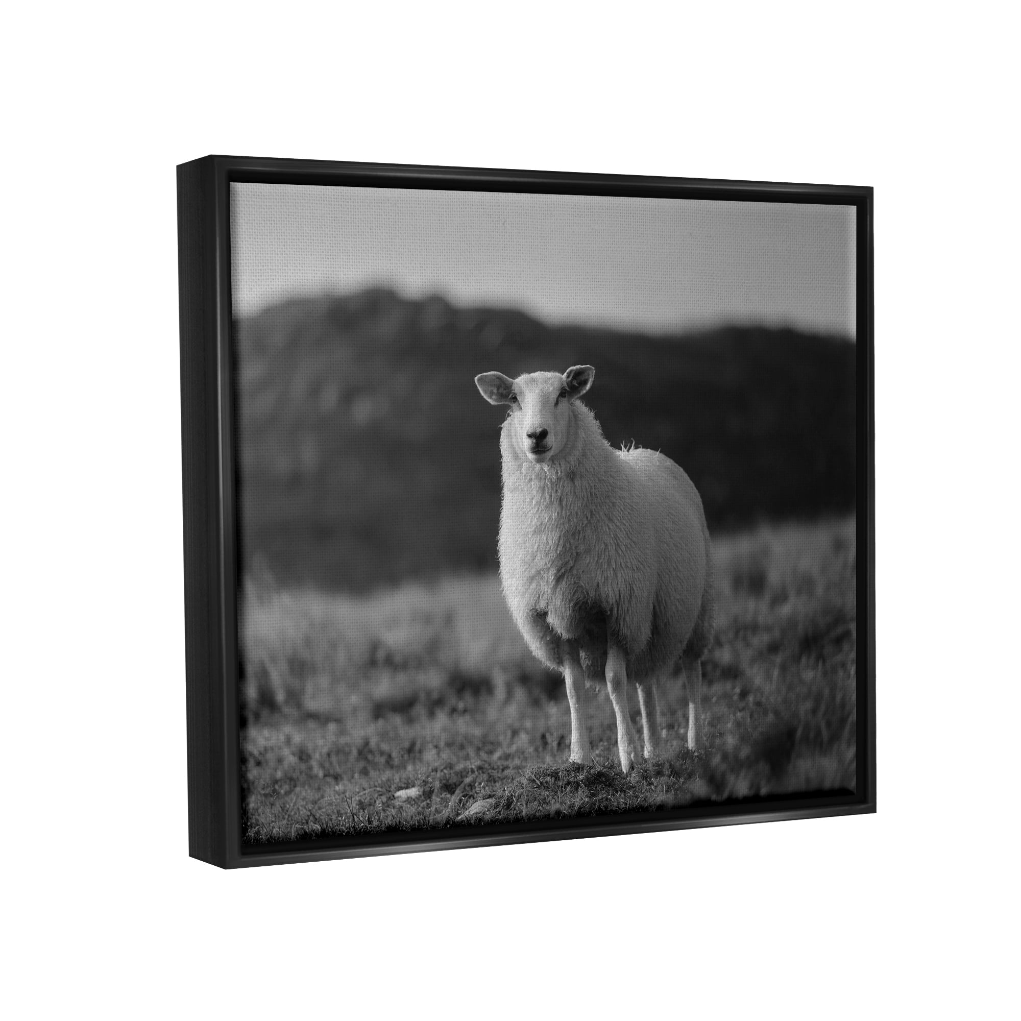 Stupell Industries Sheep In Rural Country Field Animals & Insects Photography Black Floater Framed Art Print Wall Art