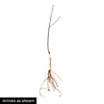 thumbnail image 5 of Direct Gardening Belle of Georgia Reachables Dwarf Peach Dormant Bare Root Fruit Bearing Starter Tree, 5 of 6