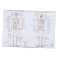 thumbnail image 5 of OUNONA  Muscular System Poster Human Skeleton Model for Anatomy Baby Student, 5 of 8