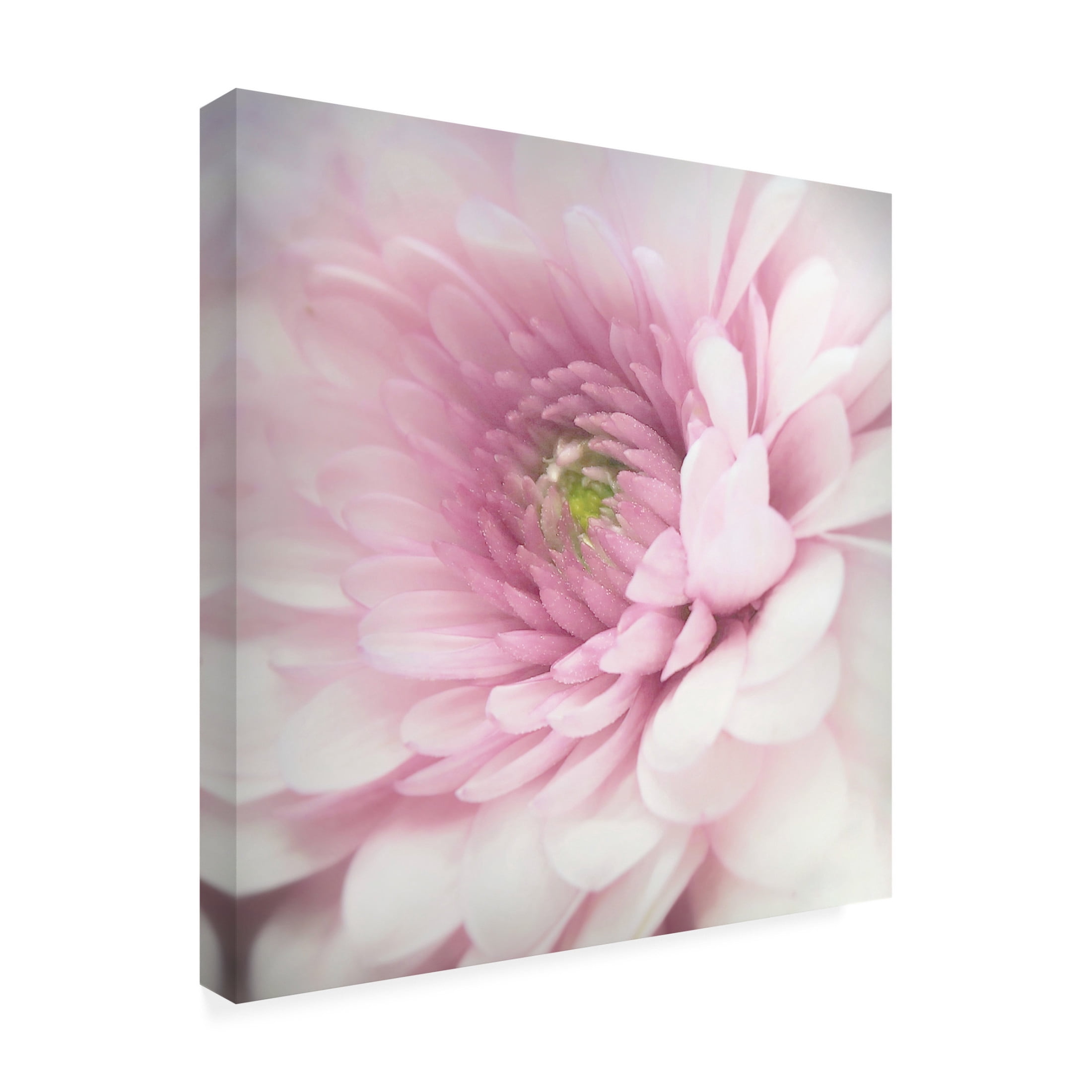 Canvas Wall Art - Benyamin Riahy 'Pink' Wall Art for Living Room, Bedroom, or Office Décor by Trademark Fine Art - 24 x 24 Inches